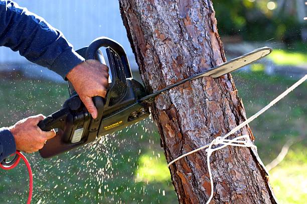 Best Palm Tree Trimming  in Johnson City, NY